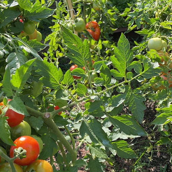 Meet your Posher, Katy - Picture 10 of 12